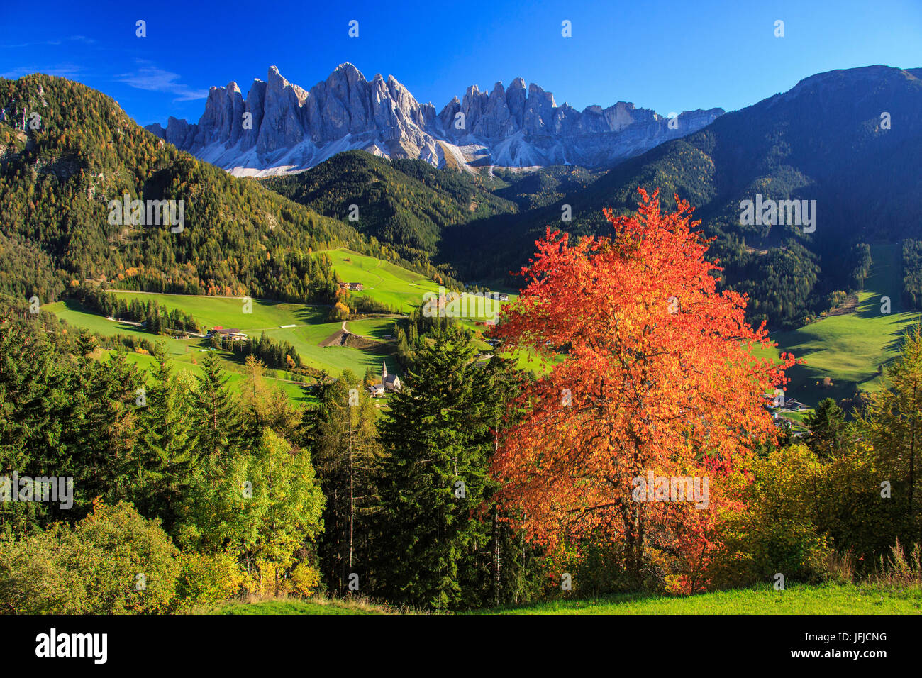 Bunter Herbst Bäume umrahmen die Gruppe der Geisler und dem Dorf St. Magdalena Villnöss Tal Südtirol Dolomiten Italien Europa Stockfoto