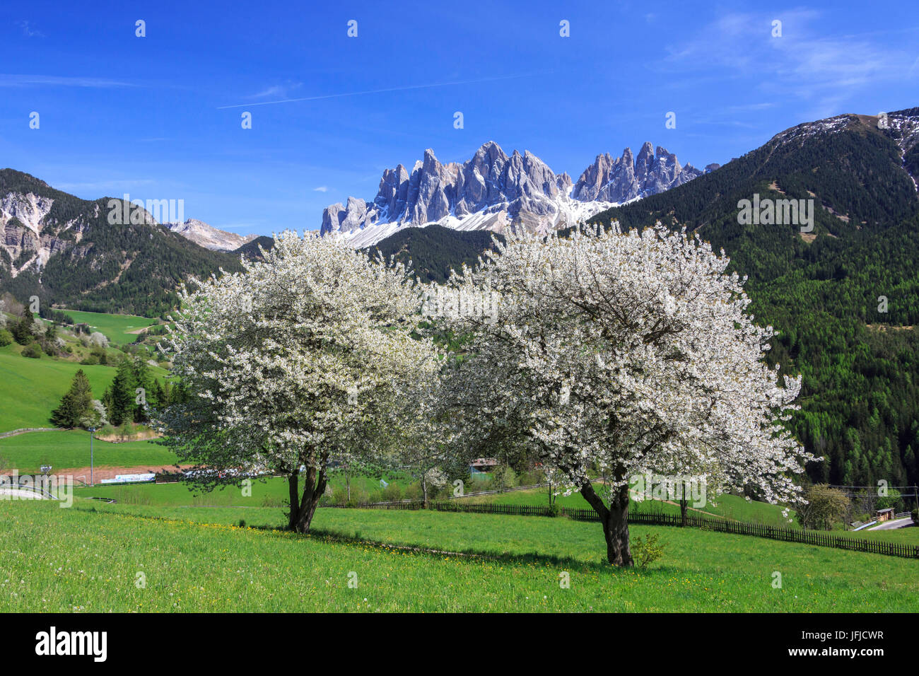 Die Geisler im Hintergrund verstärkt durch blühende Bäume, Villnösser Tal, Süd-Tirol-Dolomiten-Italien-Europa Stockfoto