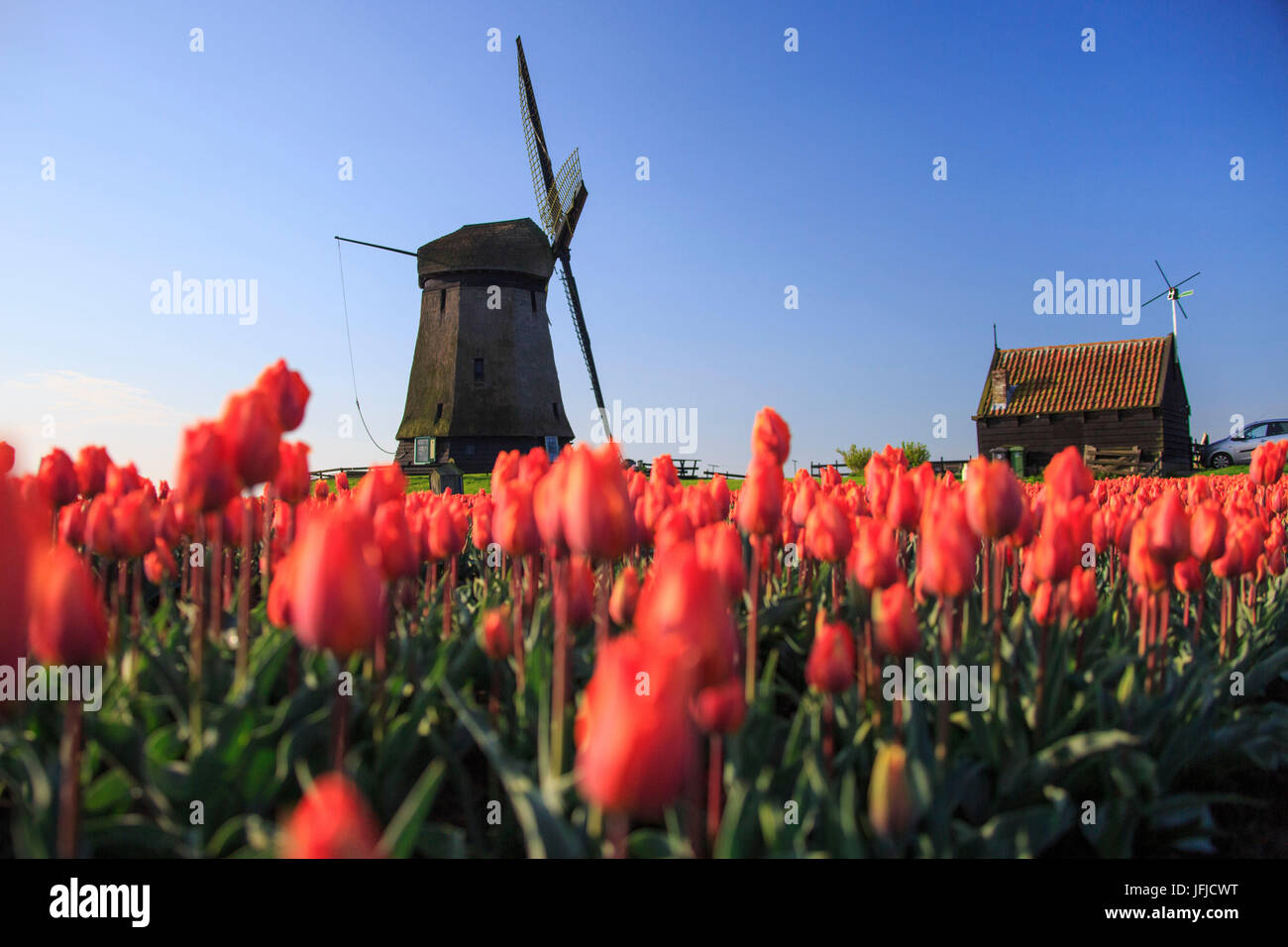 Rote Tulpen im Vordergrund und blauer Himmel umrahmen die Windmühle im Frühjahr Berkmeer-Koggenland-Nord-Holland-Niederlande-Europa Stockfoto