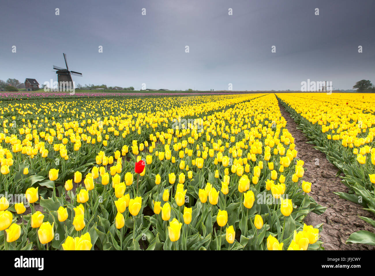 Feder Wolken auf Felder gelben Tulpen mit Windmühlen im Hintergrund Berkmeyer Koggenland Nord-Holland-Niederlande-Europa Stockfoto