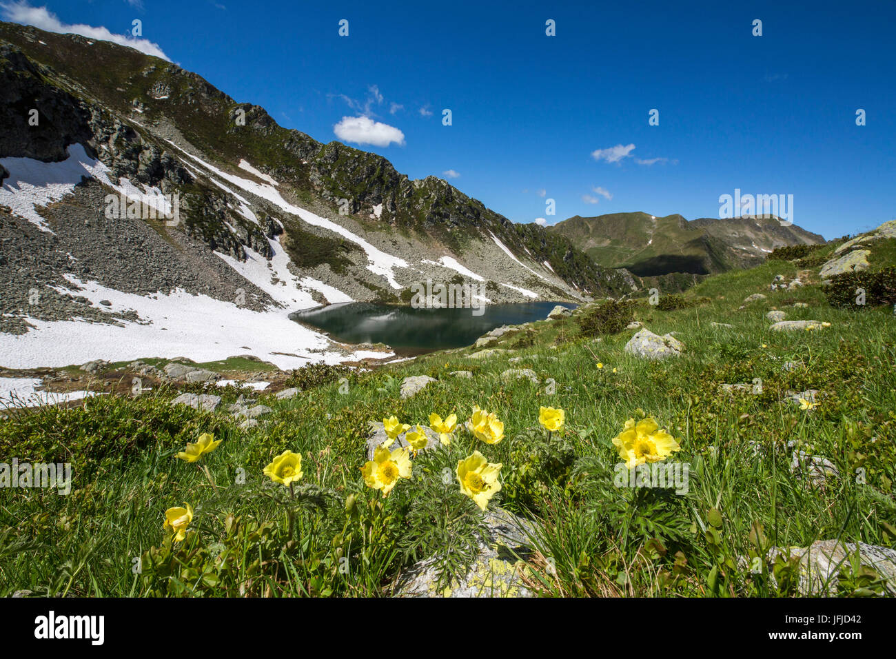 Gelbe Anemonen und Seen Porcile Tartano Tal Orobie Alpen Lombardei Italien Europa Stockfoto