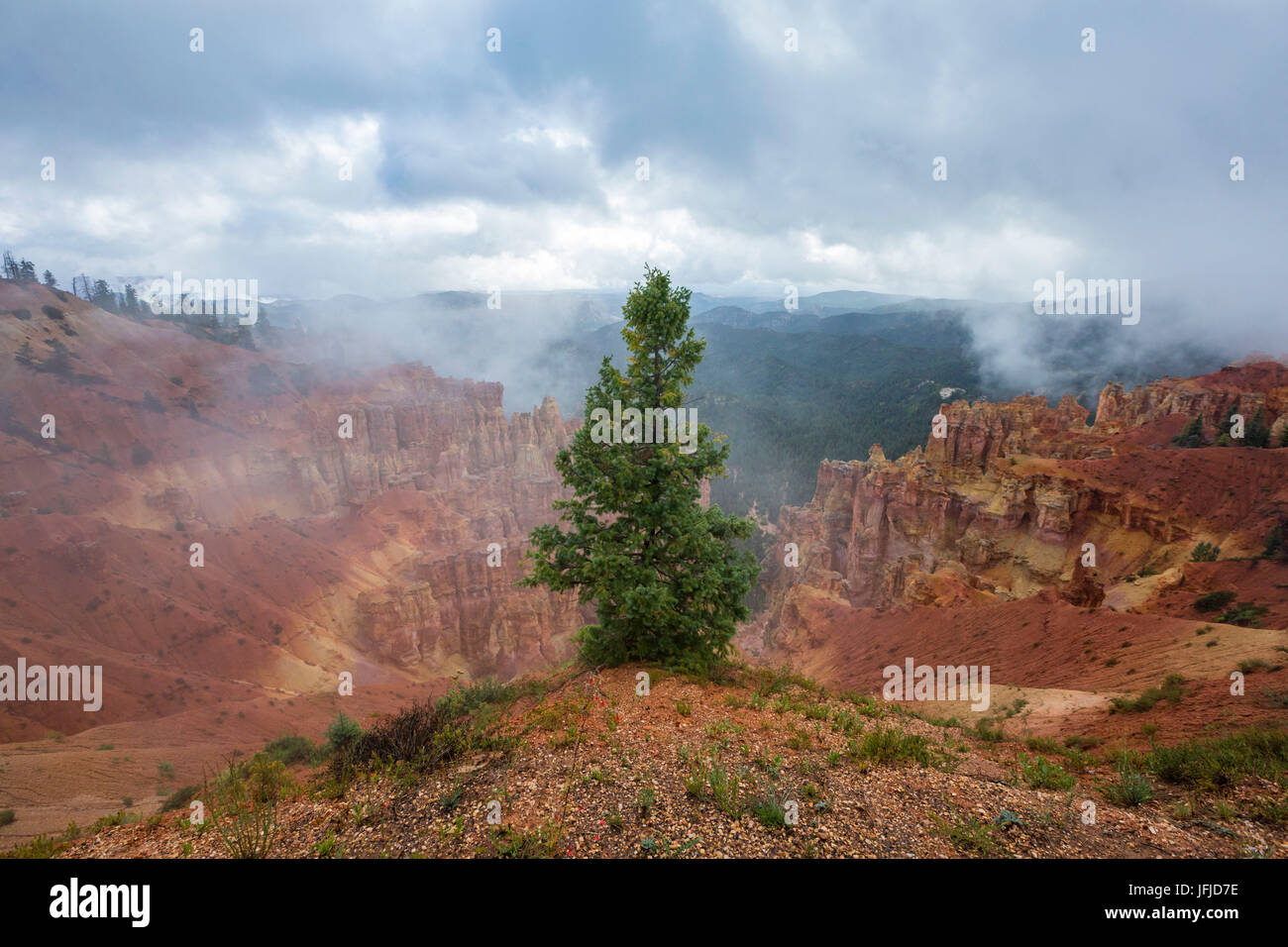 Schwarz-Birke-Canyon, Bryce-Canyon-Nationalpark, Garfield County, Utah, USA, Stockfoto
