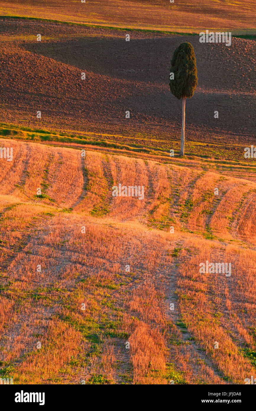 Pienza, Orcia-Tals, Toskana, Italien, eine einsame Zypresse in der Pienza Landschaft, Stockfoto