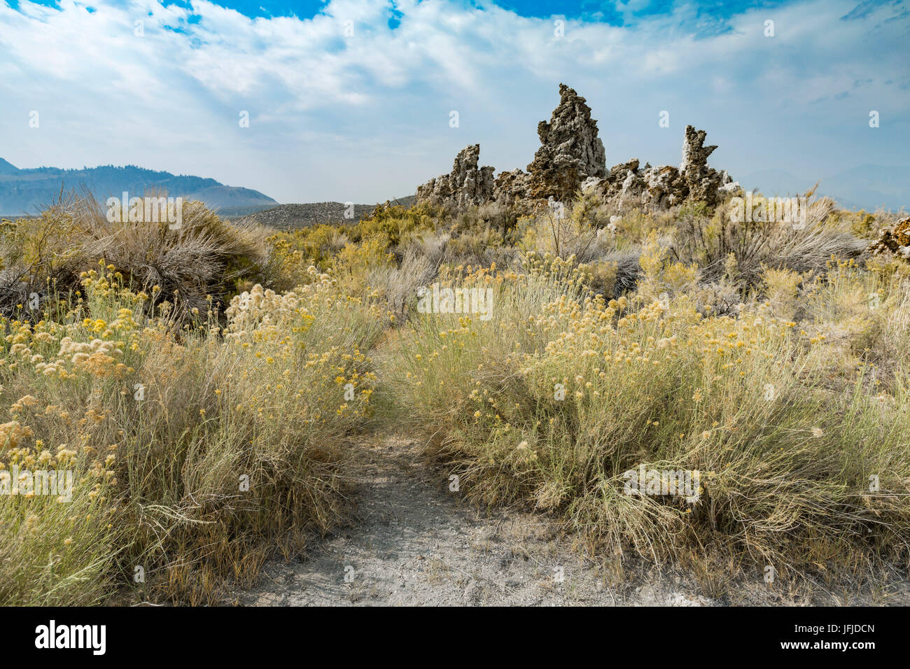 Gelben Blüten und Kalktuff-Formationen, Mono Lake, Mono County, Kalifornien, USA Stockfoto