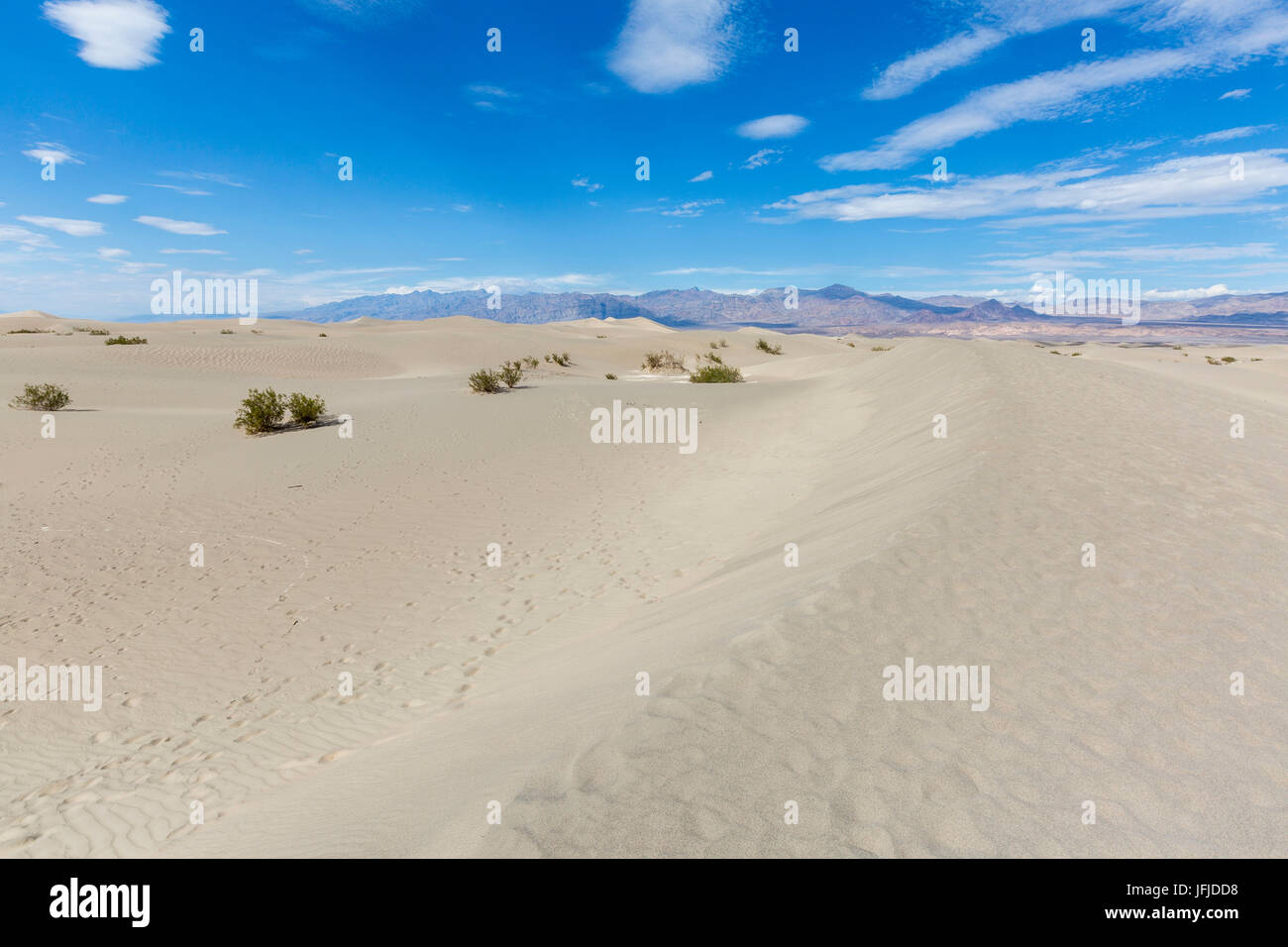 Wüstenlandschaft mit Büschen, Death Valley Nationalpark, Inyo County, Kalifornien, USA, Stockfoto