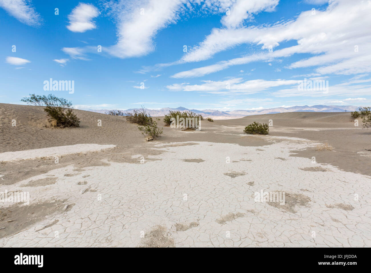 Wüstenlandschaft mit Büschen, Mesquite flache Sanddünen, Death Valley National Park, Inyo County, Kalifornien, USA, Stockfoto