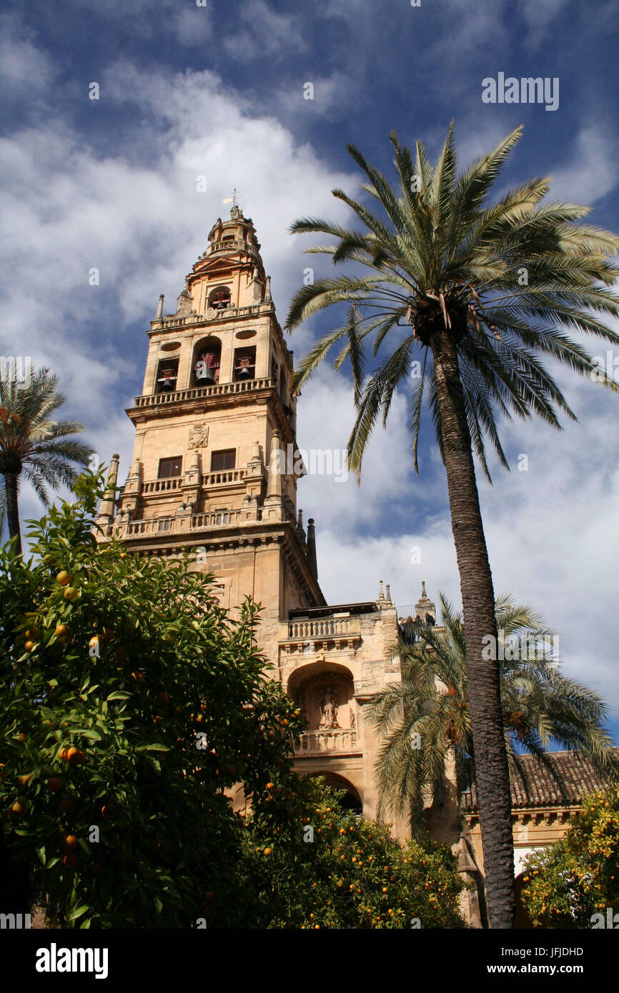 Córdoba, Andalusien, Spanien, die Mezquita Minarett und einer Palme, Stockfoto