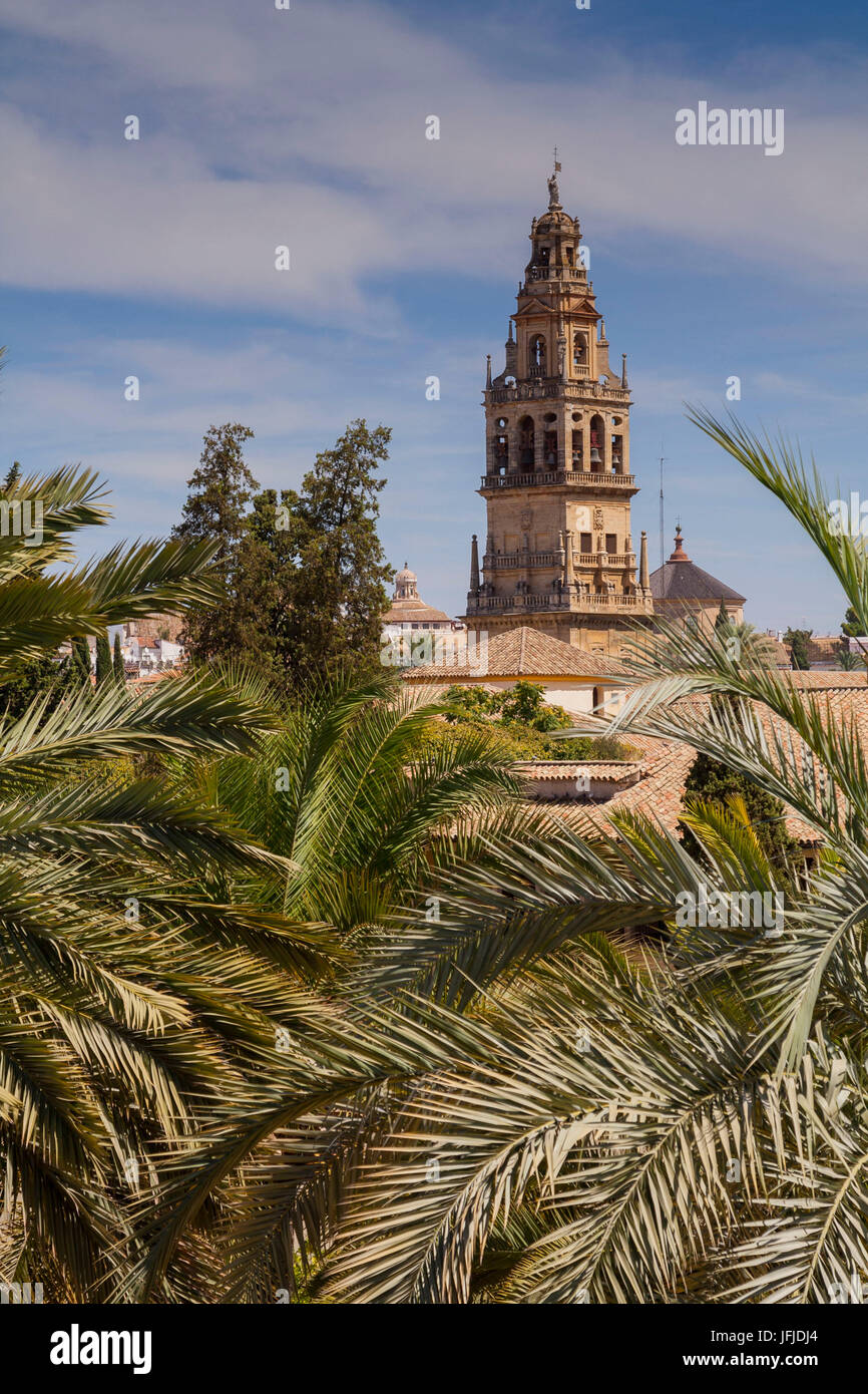 Córdoba, Andalusien, Spanien, das Minarett der Mezquitas Cordoba unter Palmen Stockfoto