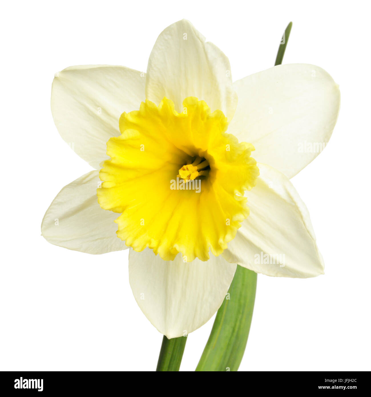 Einzelne Narcissus Blume Stockfoto