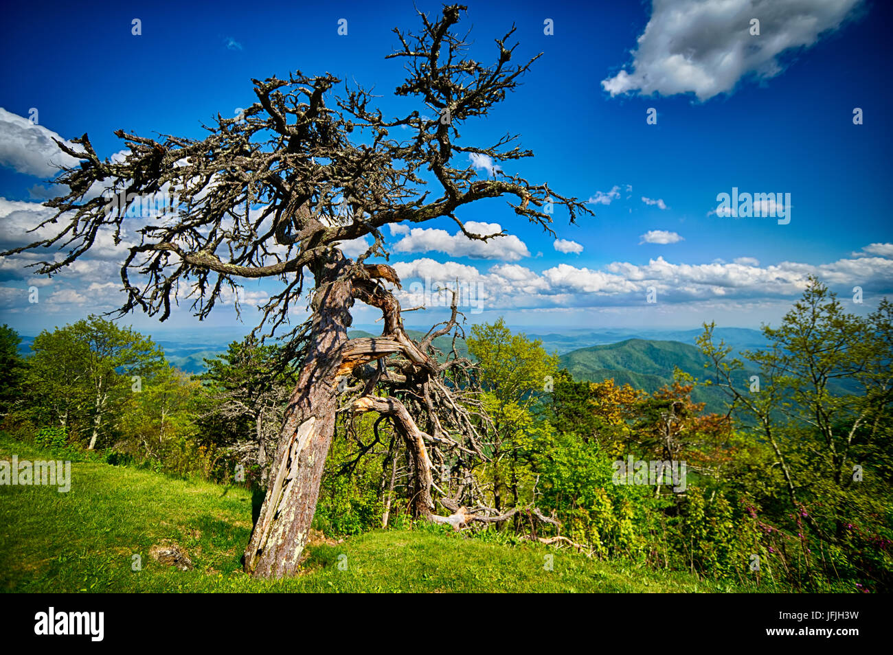 Frühling an der szenischen Blue Ridge Parkway Appalachians Smoky Mountains Stockfoto