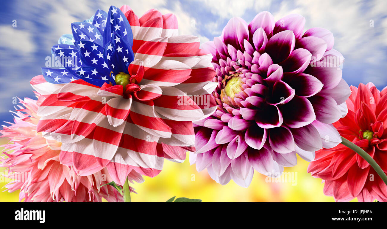 Ungewöhnliche USA Flagge unter Dahlien-Blumen Stockfoto