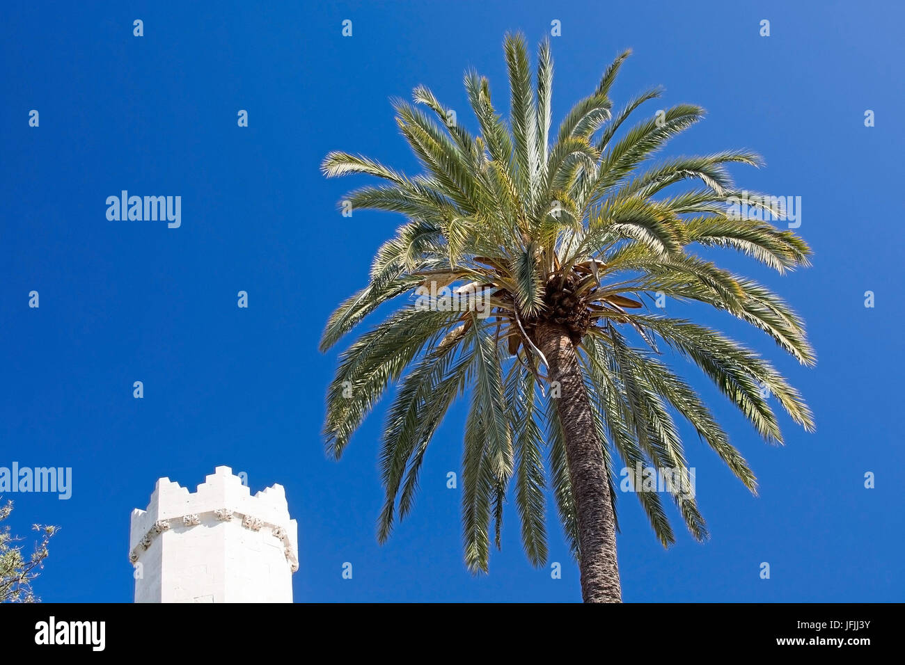 Sa Llotja Turm Palmen und blauer Himmel an einem sonnigen Tag in Palma, Mallorca, Spanien. Stockfoto