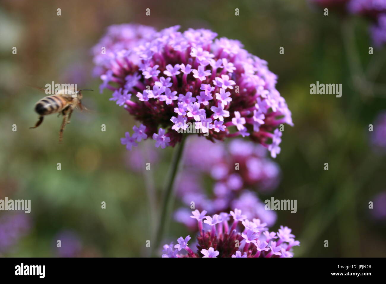 Bienen fliegen in Richtung blühende Verbena Bonariensis Stockfoto