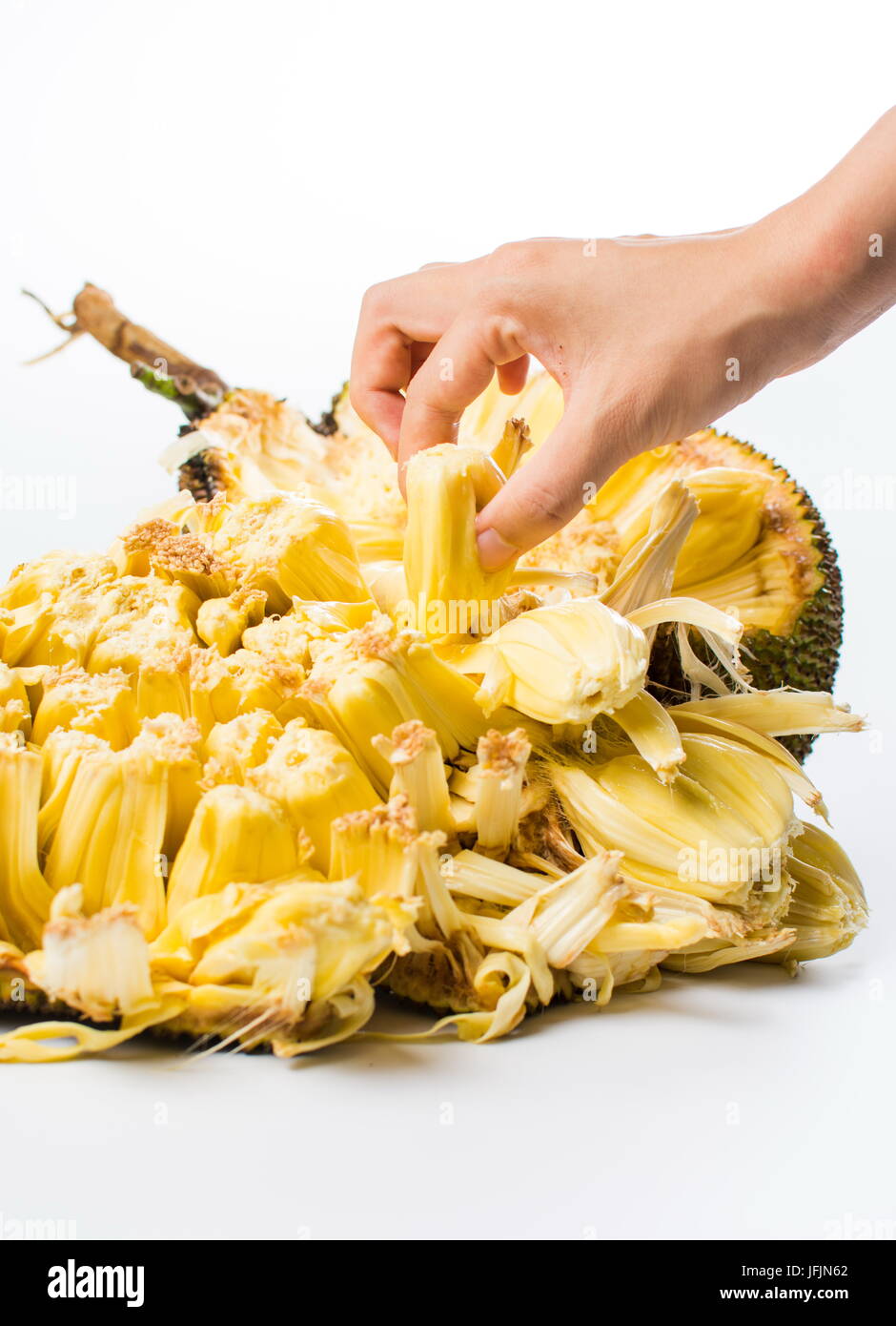 Hand greift Jackfrüchte isoliert auf weißem Hintergrund. Tropische Früchte Stockfoto