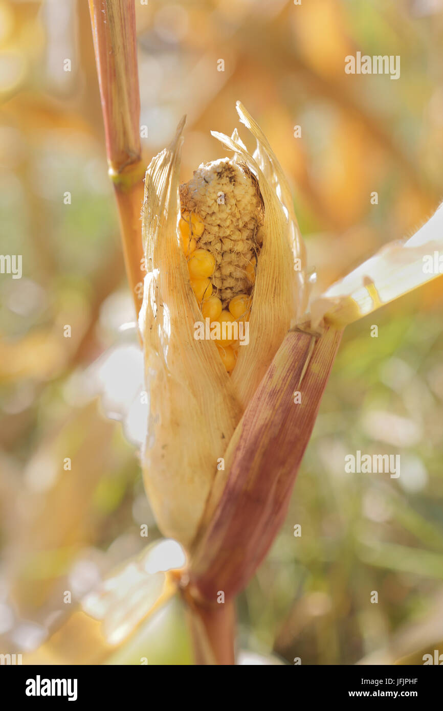 Eine schlechte Ernte von Dürre Stockfoto