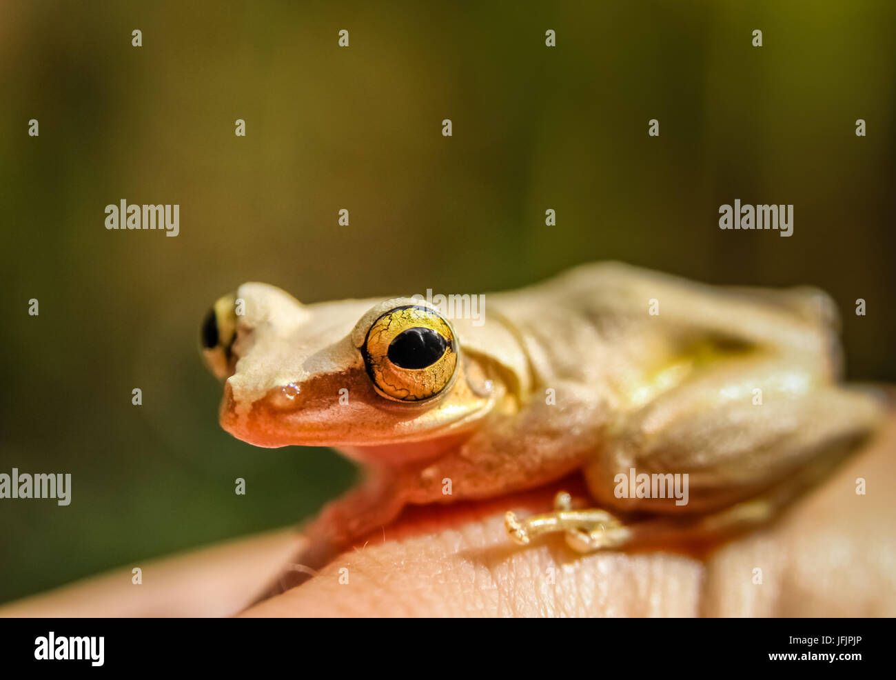 Madagaskar Frosch auf der menschlichen Hand Stockfoto