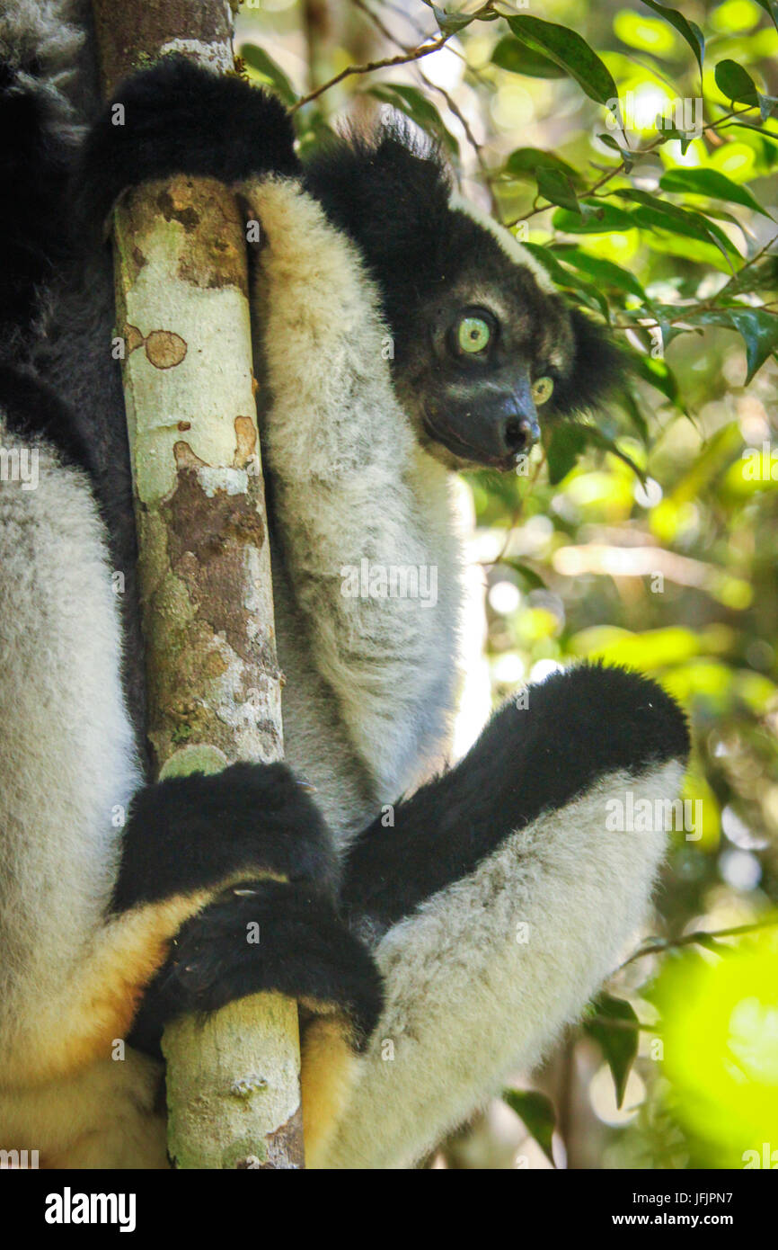 Schwarz / weiß lemur Stockfoto