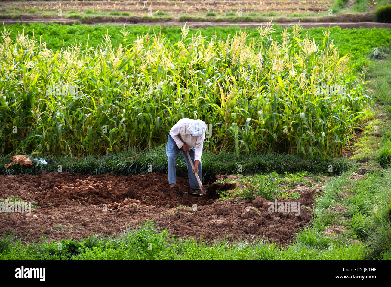 Autarke arbeitsintensive Landwirtschaft in Marokko. Traditionelle nachhaltige Landwirtschaft. Stockfoto