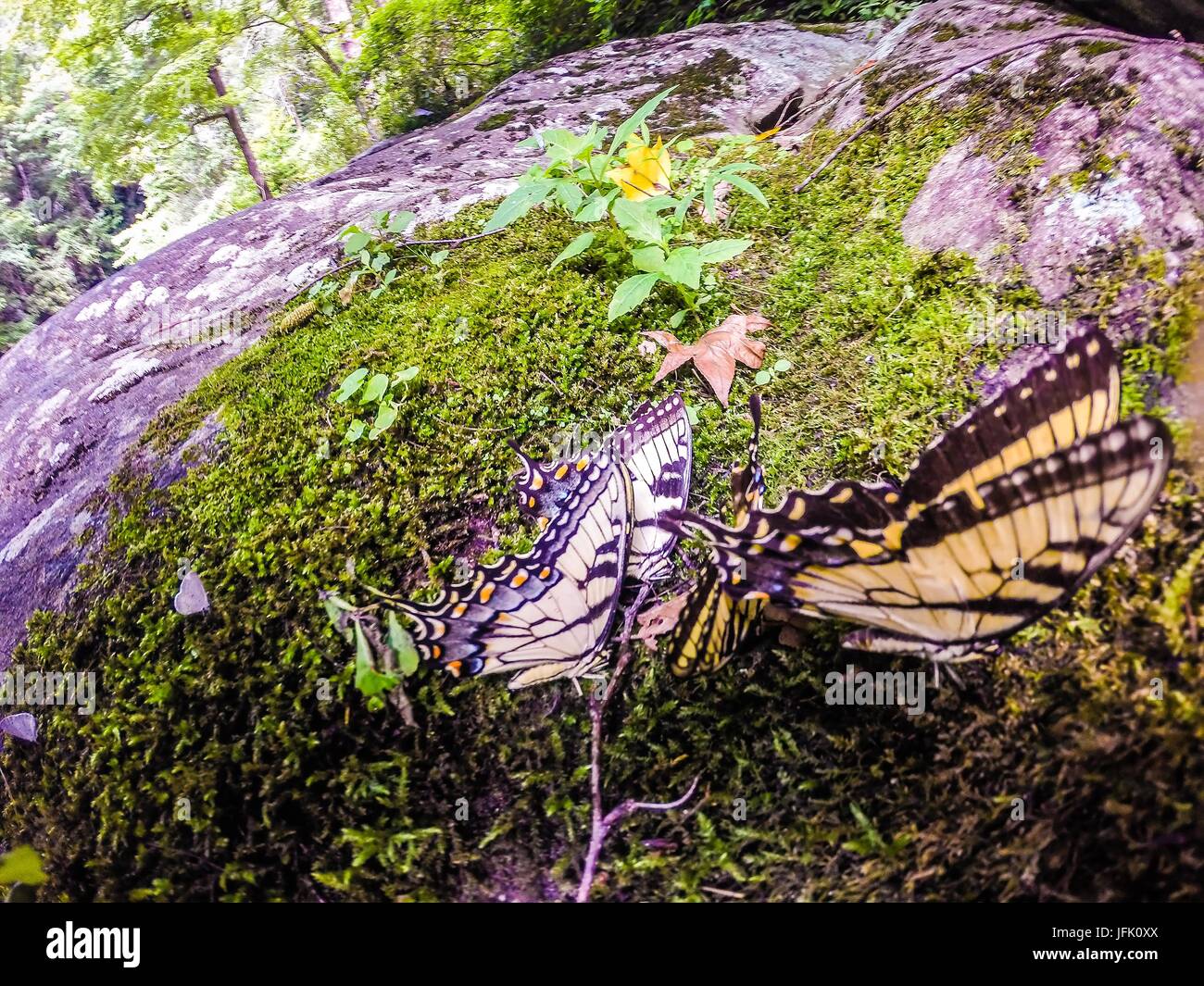 Malerische Ausblicke entlang wandern trailat Tabelle Rock Mountain South Carolina Stockfoto