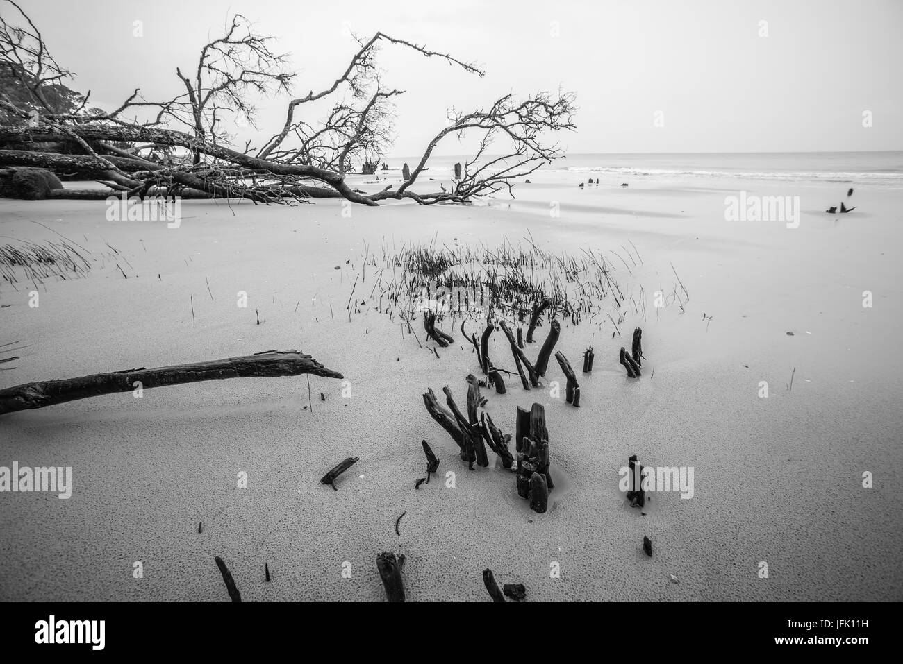 Treibholz auf Jagd Island in South carolina Stockfoto