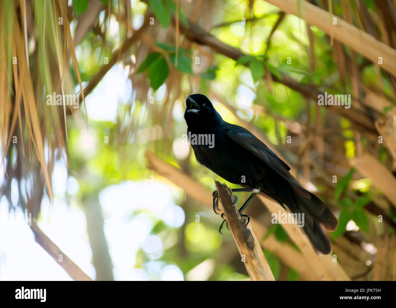 Vogel auf der Suche Stockfoto