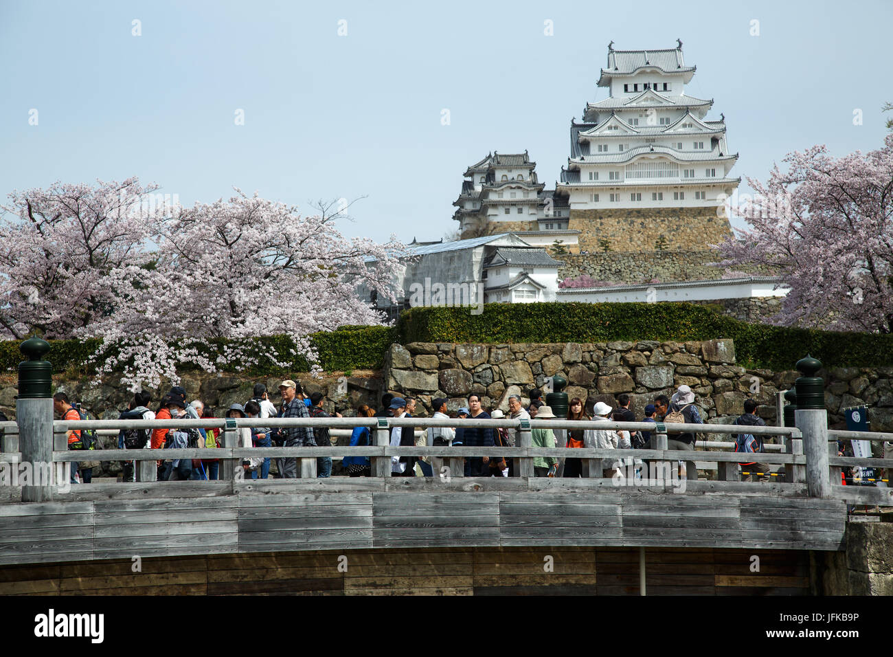 Kirschblüten im Schloss Himeji in Japan Stockfoto