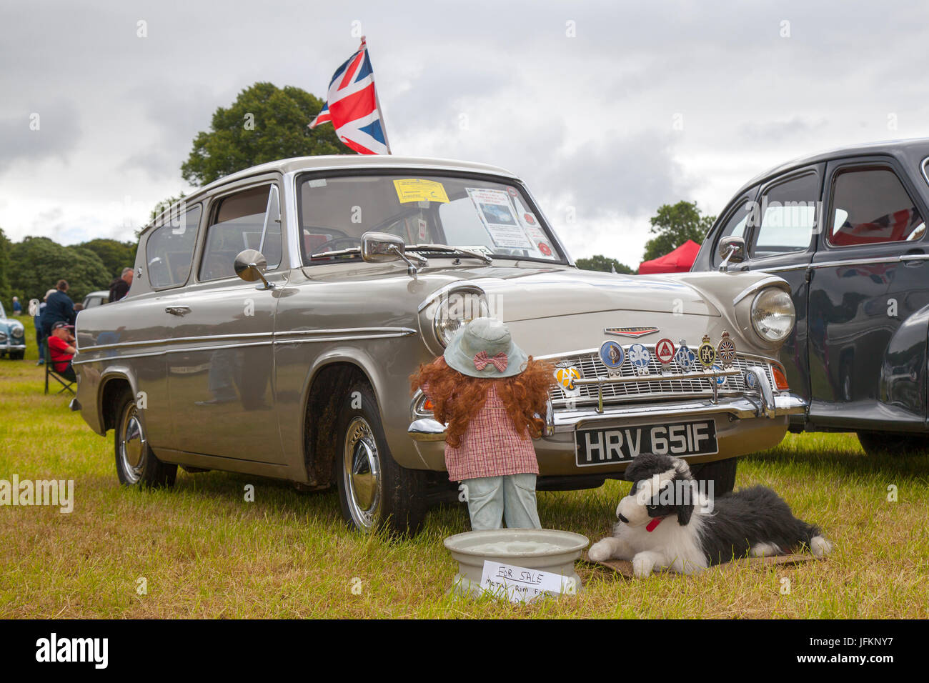 1967 60er Jahre Gold FORD Anglia Super 1197 ccm; klassische, restaurierte Oldtimer zum Sammeln, die zum Mark Woodward Event in Leighton Hall kommen. Stockfoto