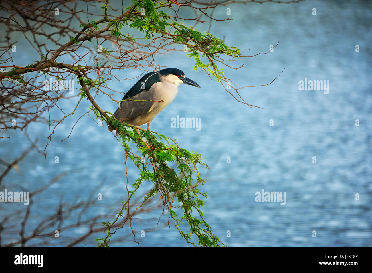 Black Crown nahe Heron. Kealia Pond National Wildlife Refuge. Maui, Hawaii Stockfoto