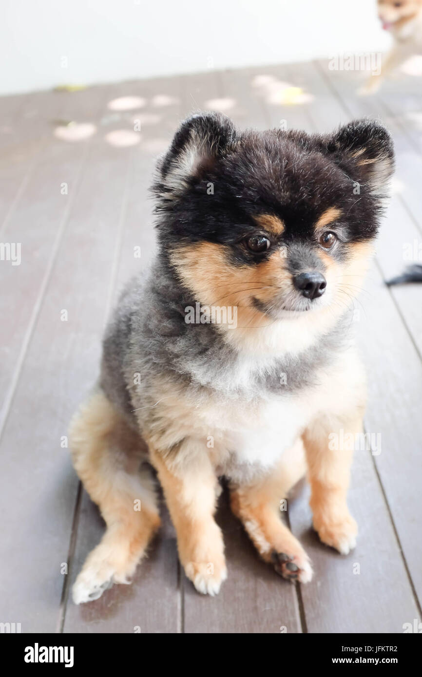 Ein Deutscher Zwergspitz Hund sitzt auf dem Boden Stockfoto
