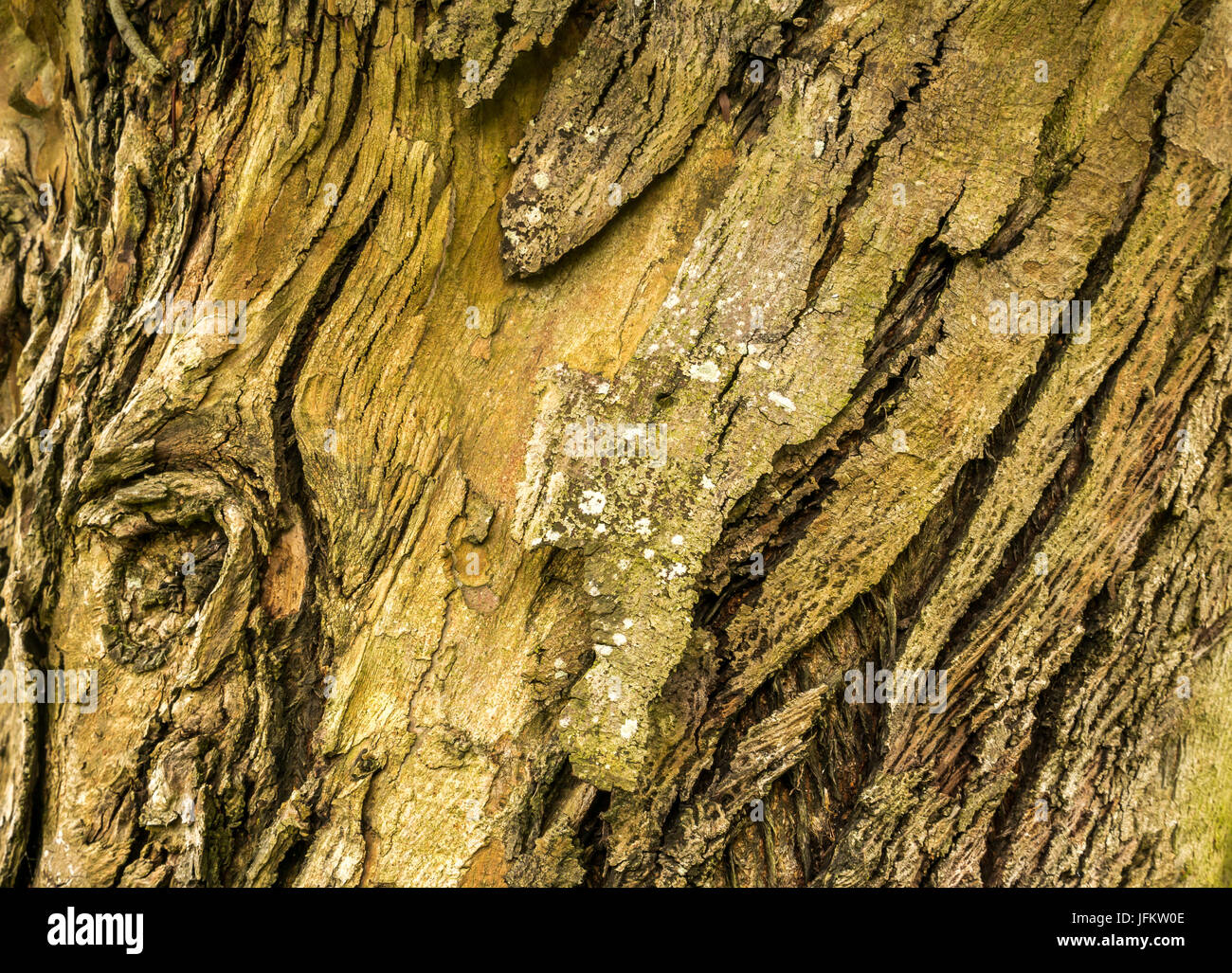 Nahaufnahme von Holzmustern in Rinde des Baumstammes Stockfoto