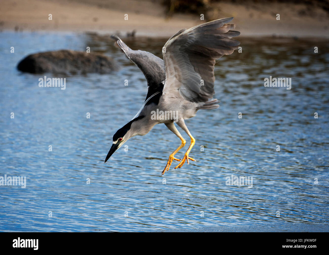 Black Crown Nachtreiher. Kealia Pond National Wildlife Refuge. Maui, Hawaii Stockfoto