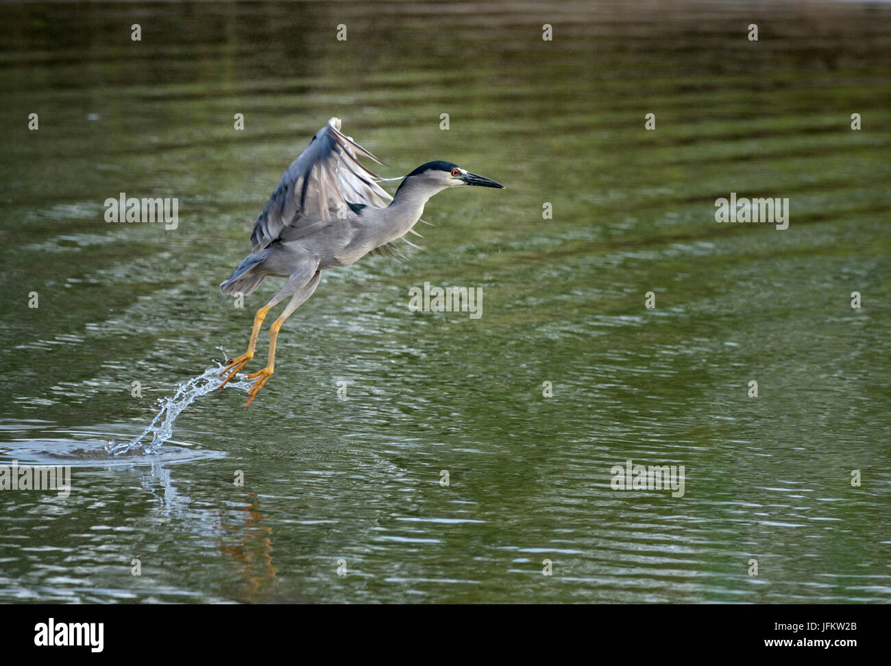 Kealia Pond National Wildlife Refuge. Maui, Hawaii Stockfoto