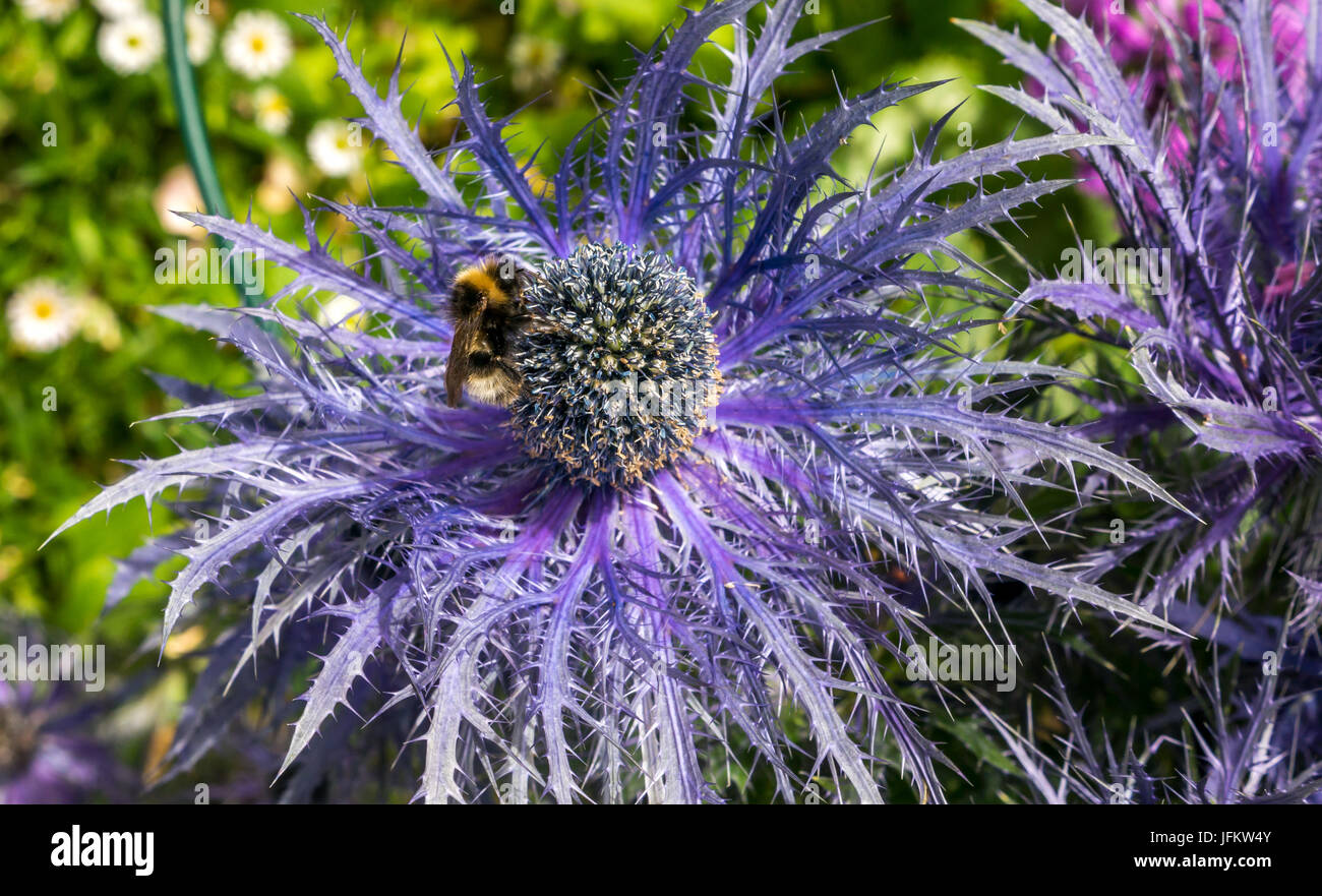 Nahaufnahme der Biene auf der purpurnen Alpenseehalle Eryngium Alpinum Superbum, Großbritannien Stockfoto