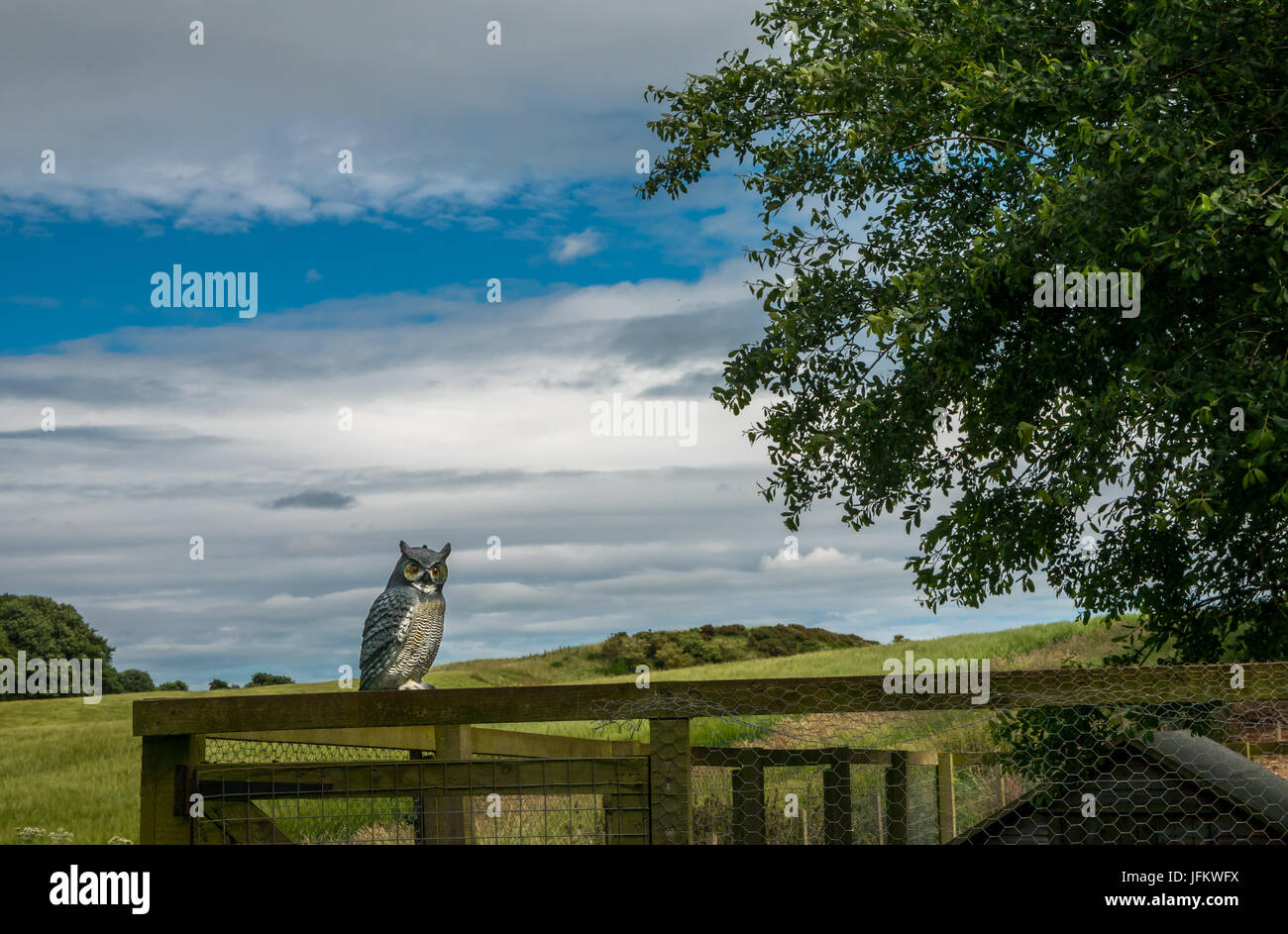 Eine Eule Vogel Nageltiereverscheucher auf Zaun gegen blau-weißen Himmel Stockfoto