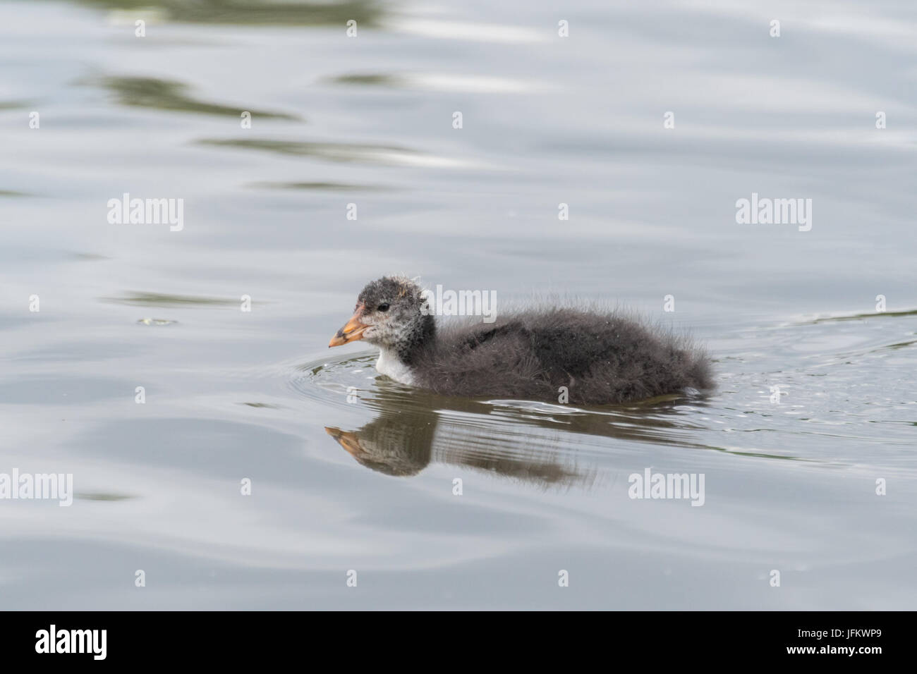 Juvenile Coot-schwimmen Stockfoto