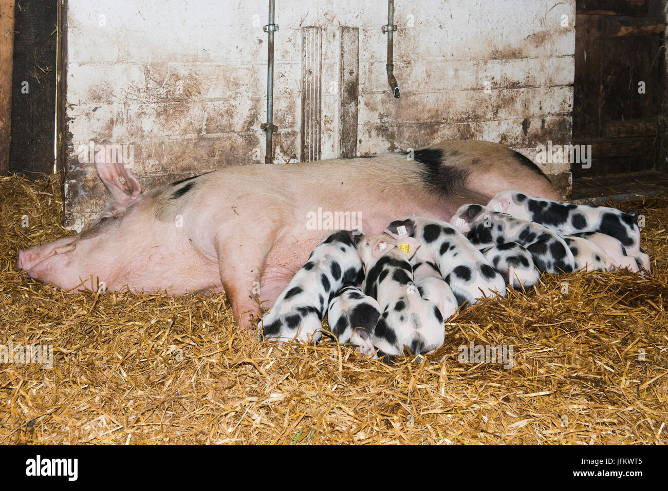 Bentheim schwarz pied (Sus Scrofa Domesticus), vom Aussterben bedrohten Rasse der Tiere, säen Spanferkel Spanferkel, Emsland, Niedersachsen, Deutschland Stockfoto