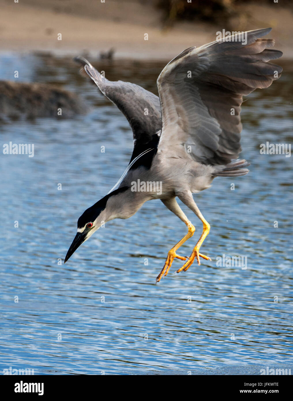 Black Crown Nachtreiher. Kealia Pond National Wildlife Refuge. Maui, Hawaii Stockfoto