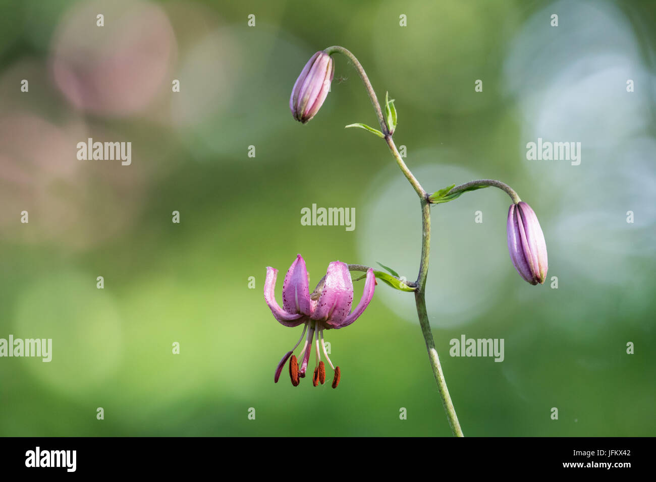 Martagon-Lilie (Lilium Martagon), Hessen, Deutschland Stockfoto