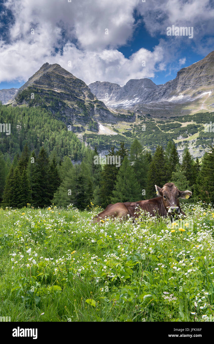 Kuh im Blumenwiese, Wurzeralm, Warscheneck, Oberösterreich, Österreich Stockfoto