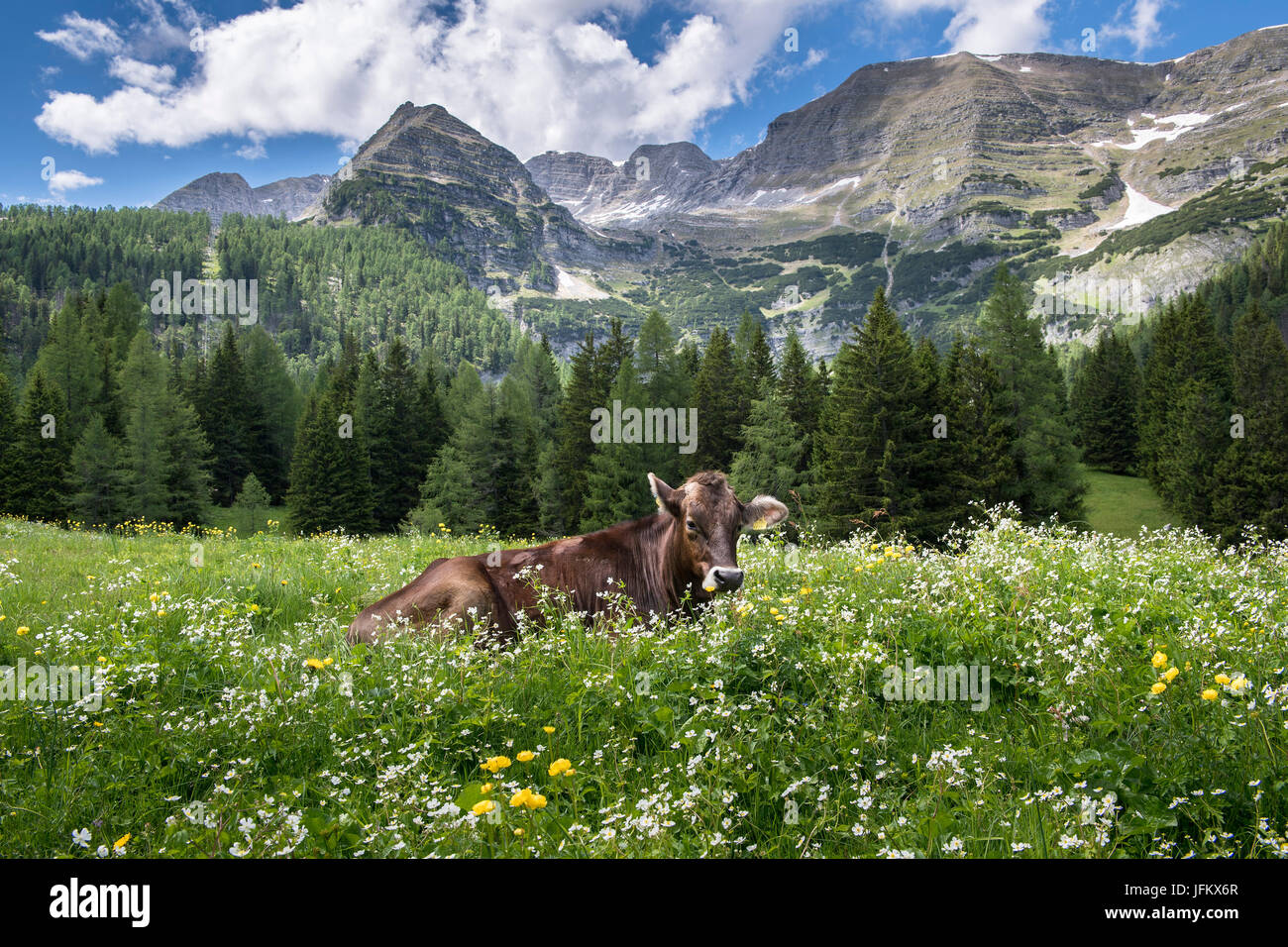 Kuh im Blumenwiese, Wurzeralm, Warscheneck, Oberösterreich, Österreich Stockfoto
