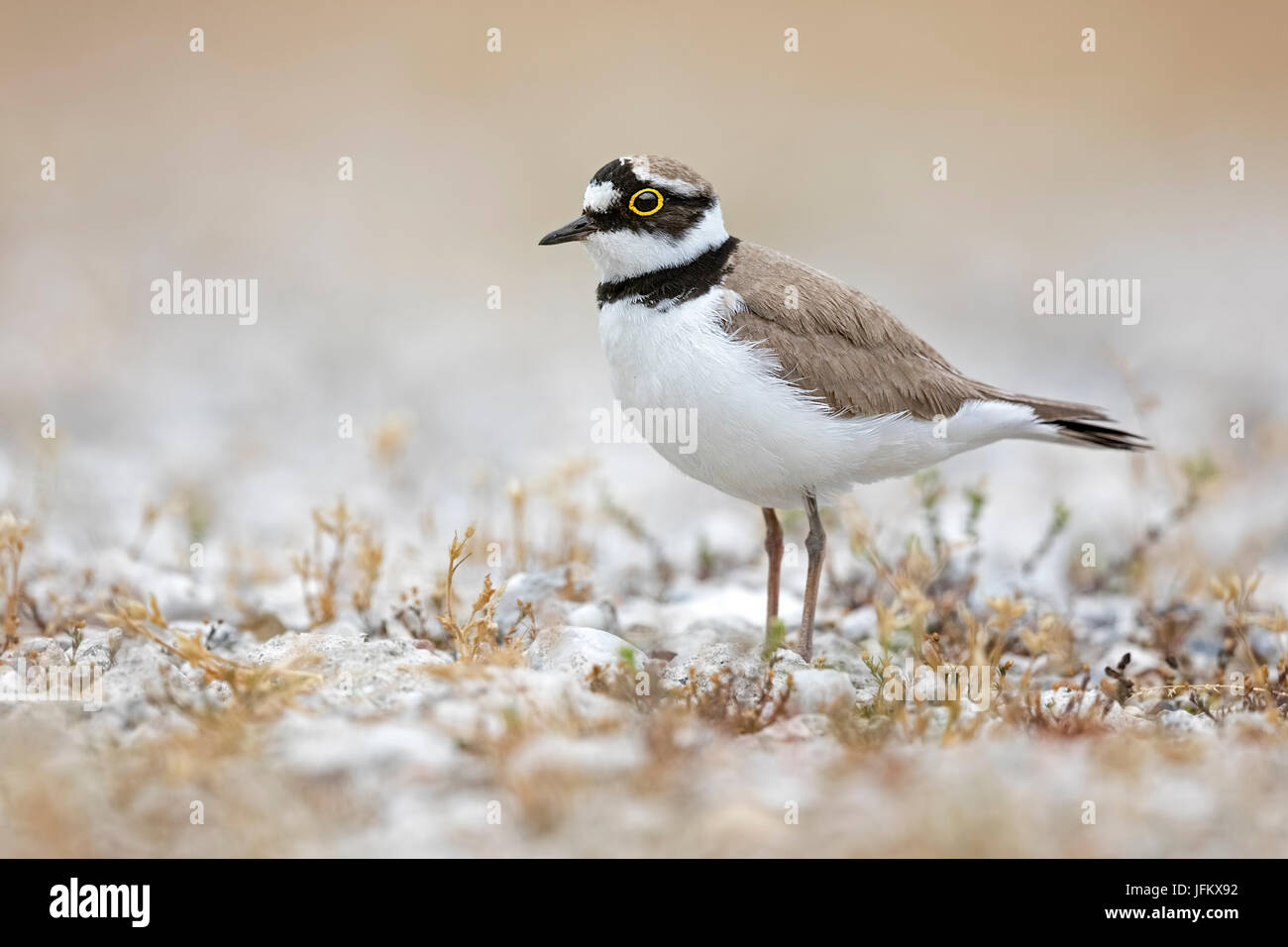 Kleine Flussregenpfeifer-Regenpfeifer (Charadrius Dubius) Lebensraum Sand Bank, mittlere Elbe-Biosphärenreservat, Sachsen-Anhalt, Deutschland Stockfoto