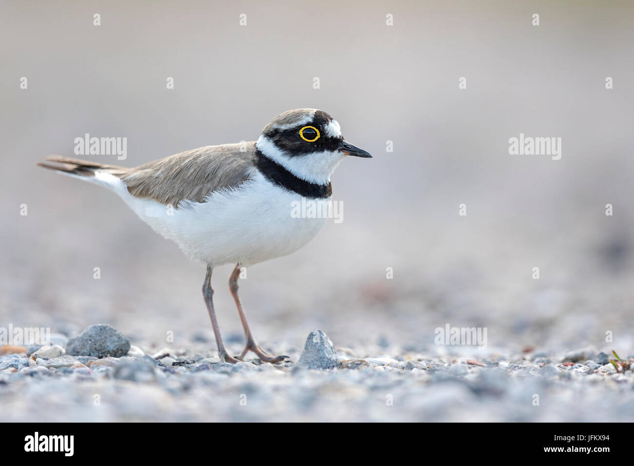 Kleine Flussregenpfeifer-Regenpfeifer (Charadrius Dubius) Lebensraum Sand Bank, mittlere Elbe-Biosphärenreservat, Sachsen-Anhalt, Deutschland Stockfoto