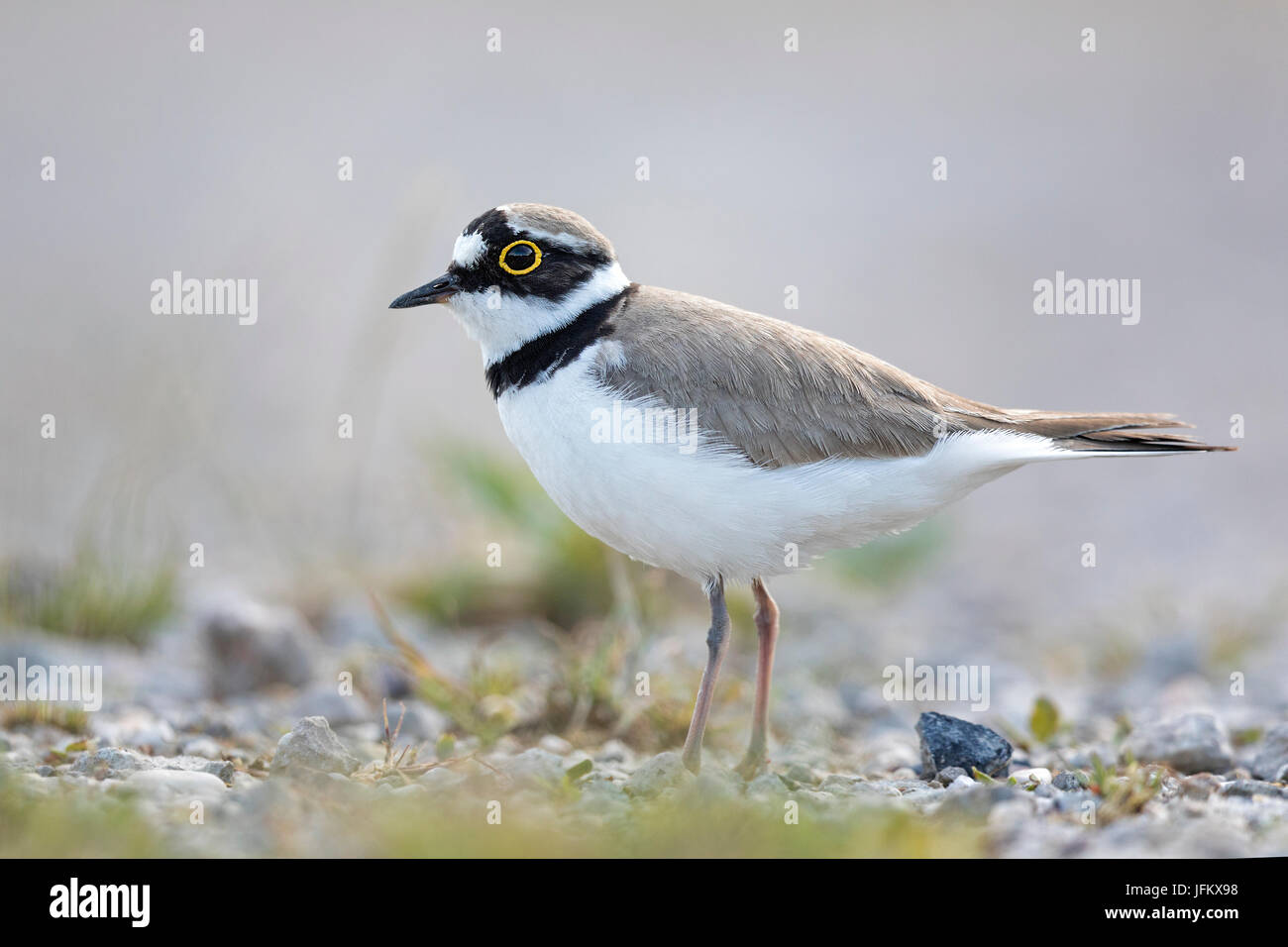 Kleine Flussregenpfeifer-Regenpfeifer (Charadrius Dubius) Lebensraum Sand Bank, mittlere Elbe-Biosphärenreservat, Sachsen-Anhalt, Deutschland Stockfoto