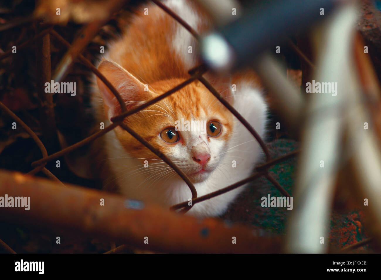 Katze Stockfoto
