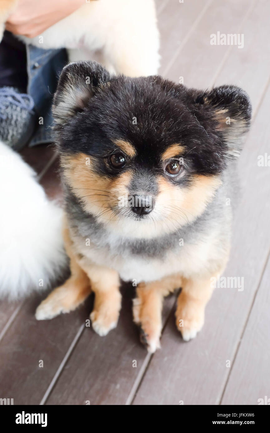 Ein Deutscher Zwergspitz Hund sitzt auf dem Boden Stockfoto