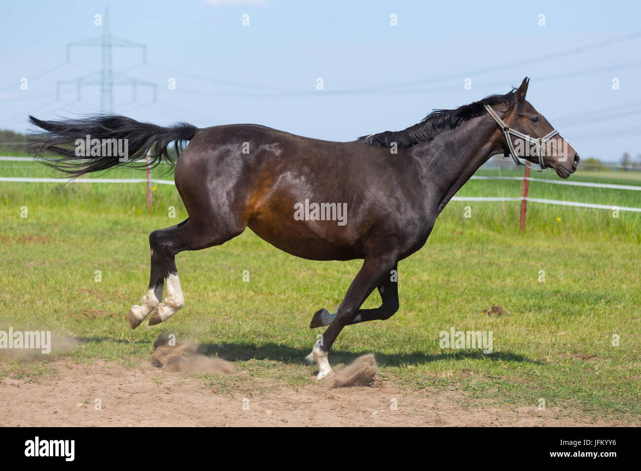 Pferd auf einem Bein Stockfoto
