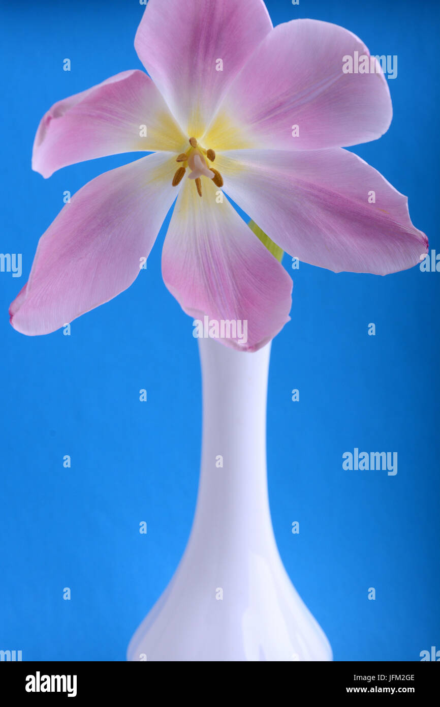 Rosa Tulpen in der Vase auf abstrakt blau Hintergrund isoliert Stockfoto