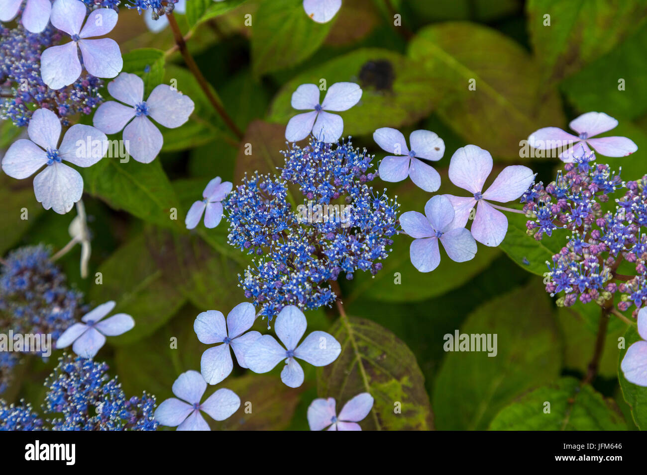 Hydrangea Macrophylla Mariesii Perfecta - Blue Wave - nur in Blüte zu öffnen. Spitze cap.hydrangea. Stockfoto