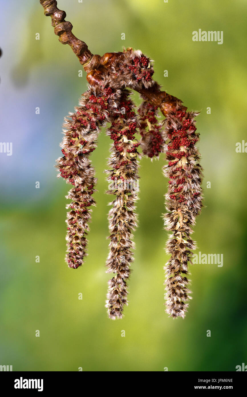 Cottonwood Tree Pollen Stockfotos und bilder Kaufen Alamy