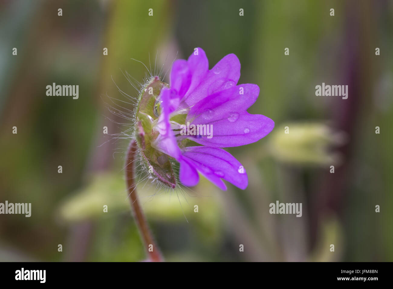 Schöne zarte Blume Stockfoto